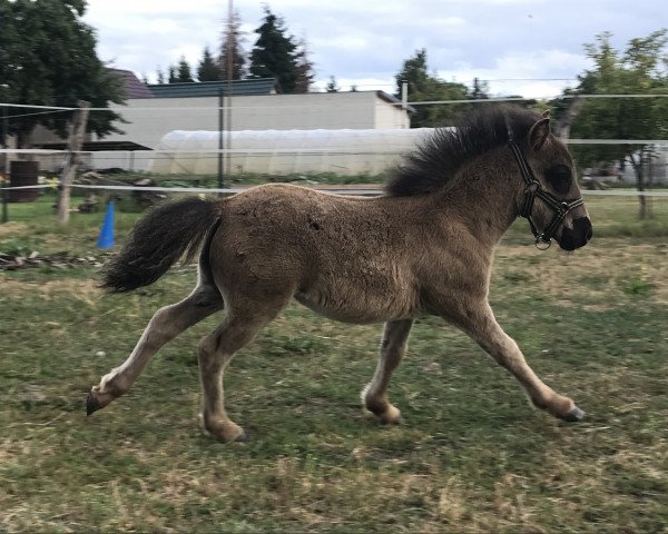 Pferd Monsun vom Fortunaland (Dt.Part-bred Shetland Pony, 2019, von Mc Momo II von Uda)