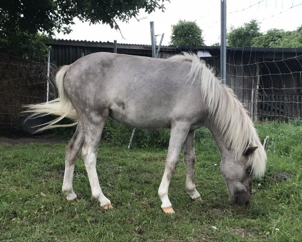 broodmare Vanilla Lady vom Fortunaland (Dt.Part-bred Shetland pony, 2018, from Janko)