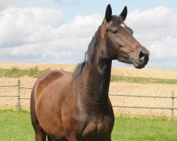 broodmare Thyra (Hanoverian, 2010, from Tambour)