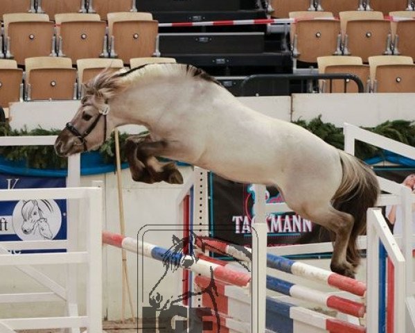 horse Reyk vom Eekbarg (Fjord Horse, 2016, from Turbo Romeo N.2573)