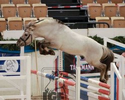 Pferd Reyk vom Eekbarg (Fjordpferd, 2016, von Turbo Romeo N.2573)