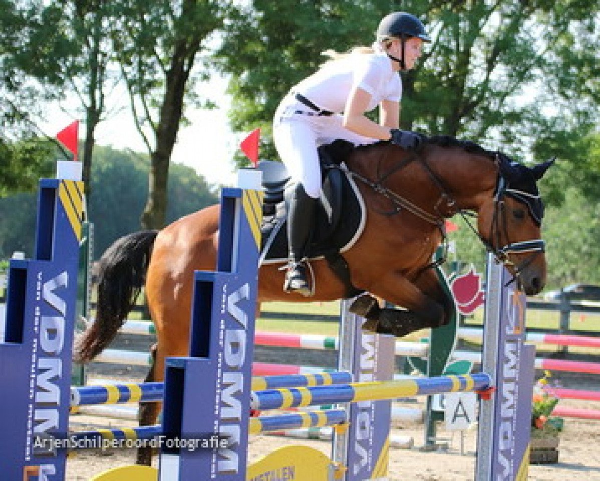 broodmare Orchid’s Darian (New Forest Pony, 2011, from Kantje's Carlando)
