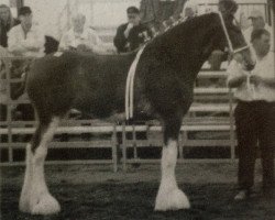 Zuchtstute Maplewood Lorna's Lilly (Clydesdale, 2003, von Cristal's Moses)