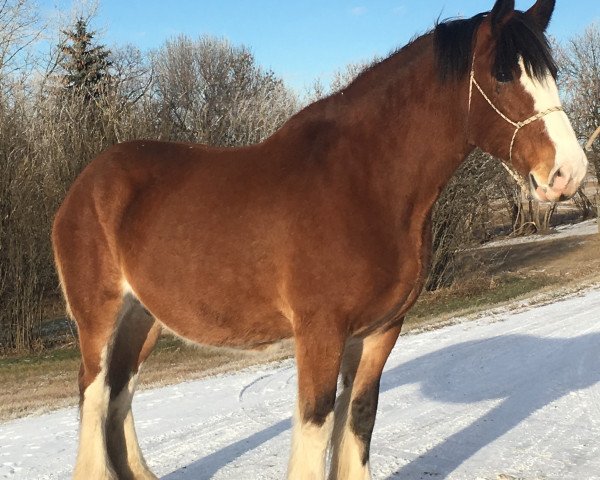 Zuchtstute G.F. Belleau Leslie (Clydesdale, 2007, von Westerdale Drake)