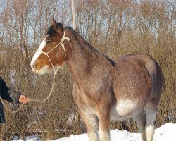 Zuchtstute Hill Topper Leslie's Nicole (Clydesdale, 2013, von 2S Above's Sensational Hunter)