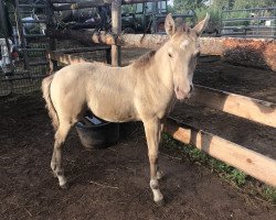 Pferd Khanada (Deutsches Reitpony, 2019, von Khasanova)