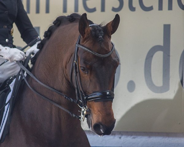 dressage horse Tannenhof's Fahrenheit (Hanoverian, 2007, from Fidertanz)