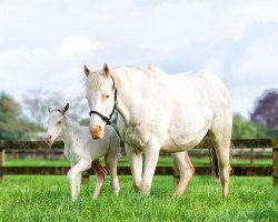 broodmare The Opera House xx (Thoroughbred, 2006, from Zabeel xx)