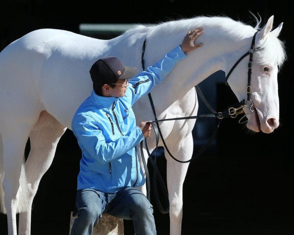 broodmare Utzon xx (Thoroughbred, 2016, from Charm Spirit xx)