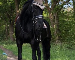 jumper Havanna Luna (Hanoverian, 2005, from Hochadel)