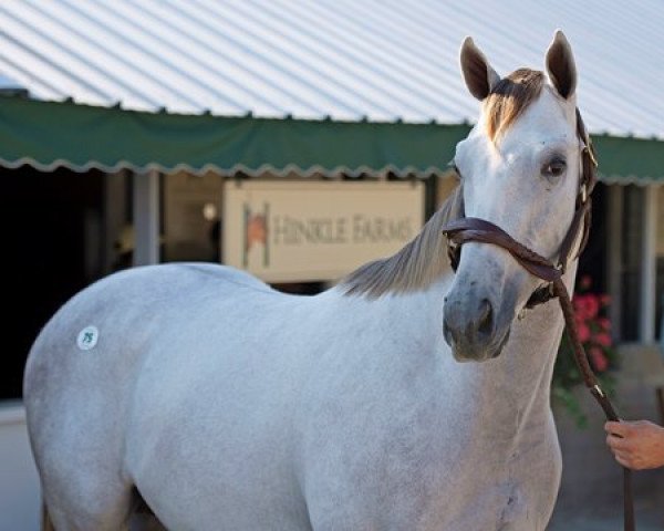 horse Hengst von Tapit xx (Thoroughbred, 2018, from Tapit xx)