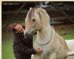 horse Klosterhof´s Ronssen Baron (Fjord Horse, 2010, from Resen N.2673)