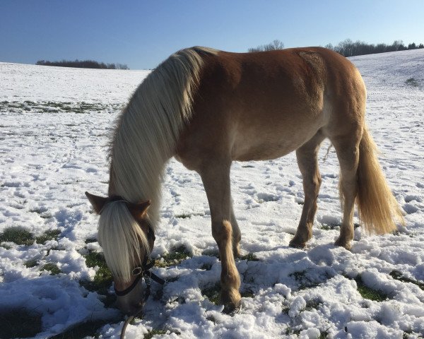 horse Calina (Edelbluthaflinger, 2009, from Neid I (9,375% ox))