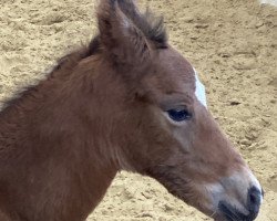 Pferd Hengst Don Diabolo NRW/Connection 19 (Deutsches Reitpony, 2020, von Don Diabolo NRW)