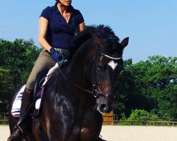 dressage horse Don Etoile F.S. (Bavarian, 2008, from Don Diamond)