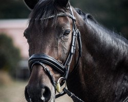 dressage horse Dublin 179 (Westphalian, 2004, from Don Bedo I)