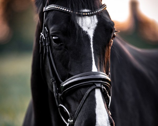 dressage horse Danny Decur II (German Sport Horse, 2014, from Decurio 3)