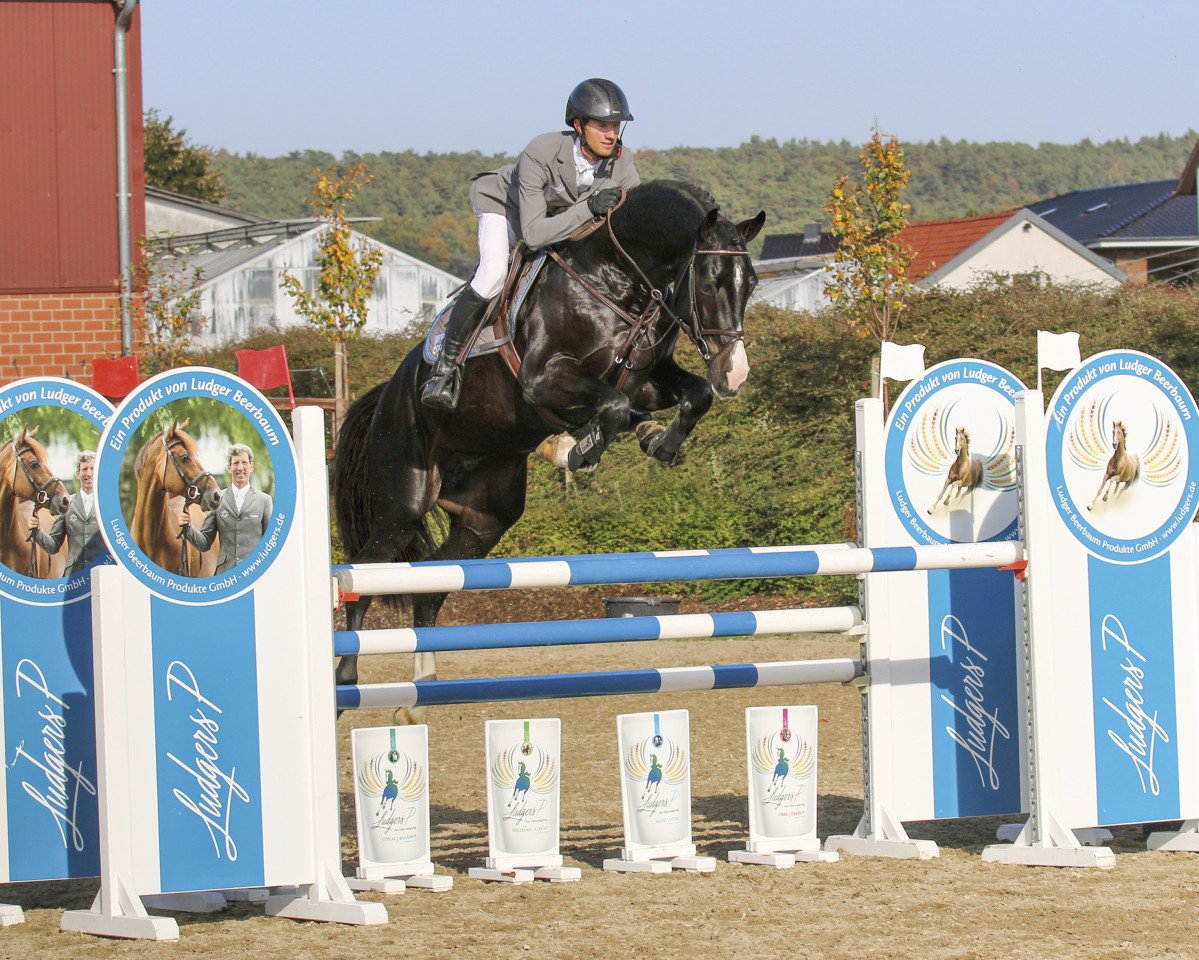 Deckhengst Chubakko (Holsteiner, 2013, von Connor 48)