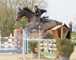 jumper Golden Wind (Oldenburg show jumper, 2003, from Gwalarn Ar Park)