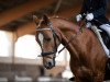 dressage horse Peanut (Nederlands Welsh Ridepony, 2006, from Bodo)