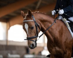 dressage horse Peanut (Nederlands Welsh Ridepony, 2006, from Bodo)