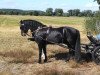 Pferd Saltys Whisler (Dartmoor-Pony, 2013, von Magnum Windstar)