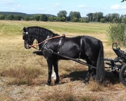 Pferd Saltys Whisler (Dartmoor-Pony, 2013, von Magnum Windstar)