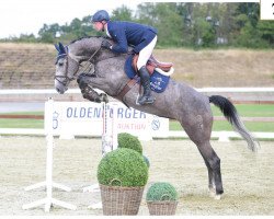 jumper Coleona (Oldenburg show jumper, 2015, from Conthargos)