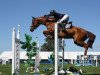 jumper Showtym Cadet MVNZ (New Zealand Warmblood, 2005, from VDL Orame)