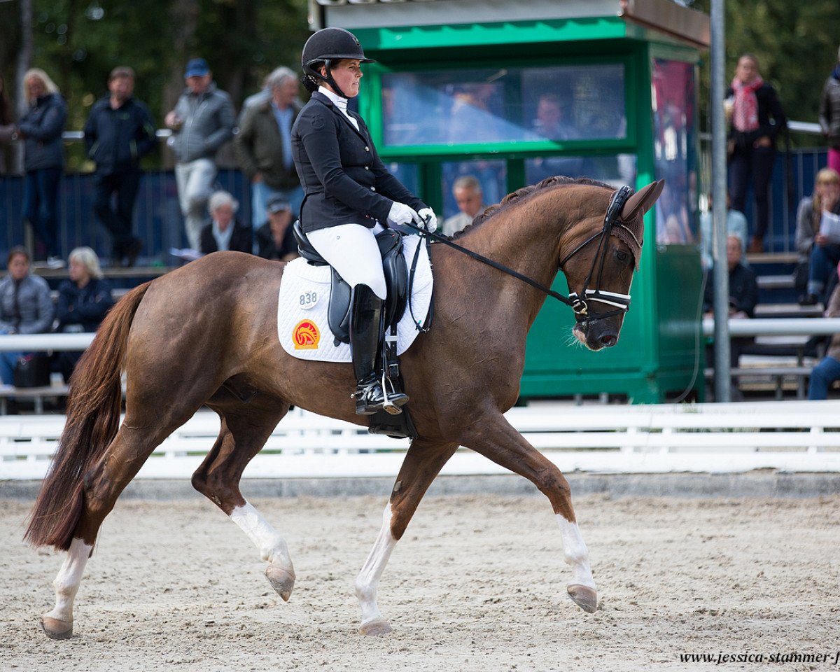 Dressurpferd Quintessential 4 (Hannoveraner, 2014, von Quaterback)