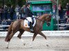 dressage horse Quintessential 4 (Hanoverian, 2014, from Quaterback)