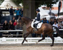 dressage horse All In (Hanoverian, 2014, from Ampère)