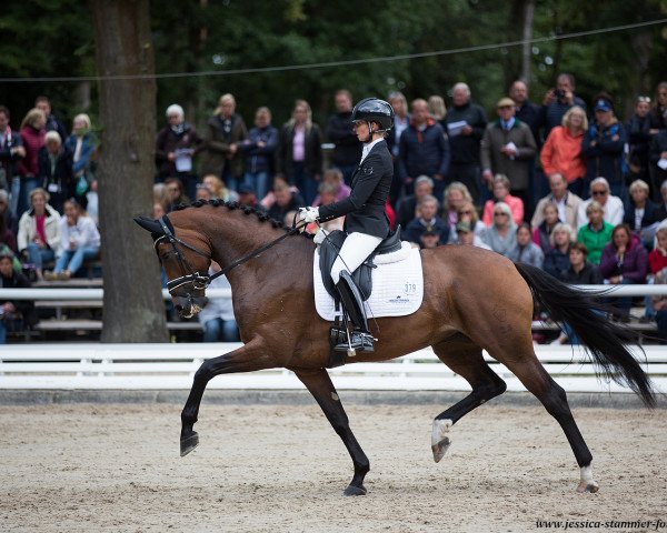 dressage horse Espe (Westphalian, 2014, from Escolar)