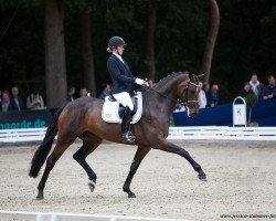 dressage horse Quiana 17 (Rheinländer, 2014, from Quaterstern)