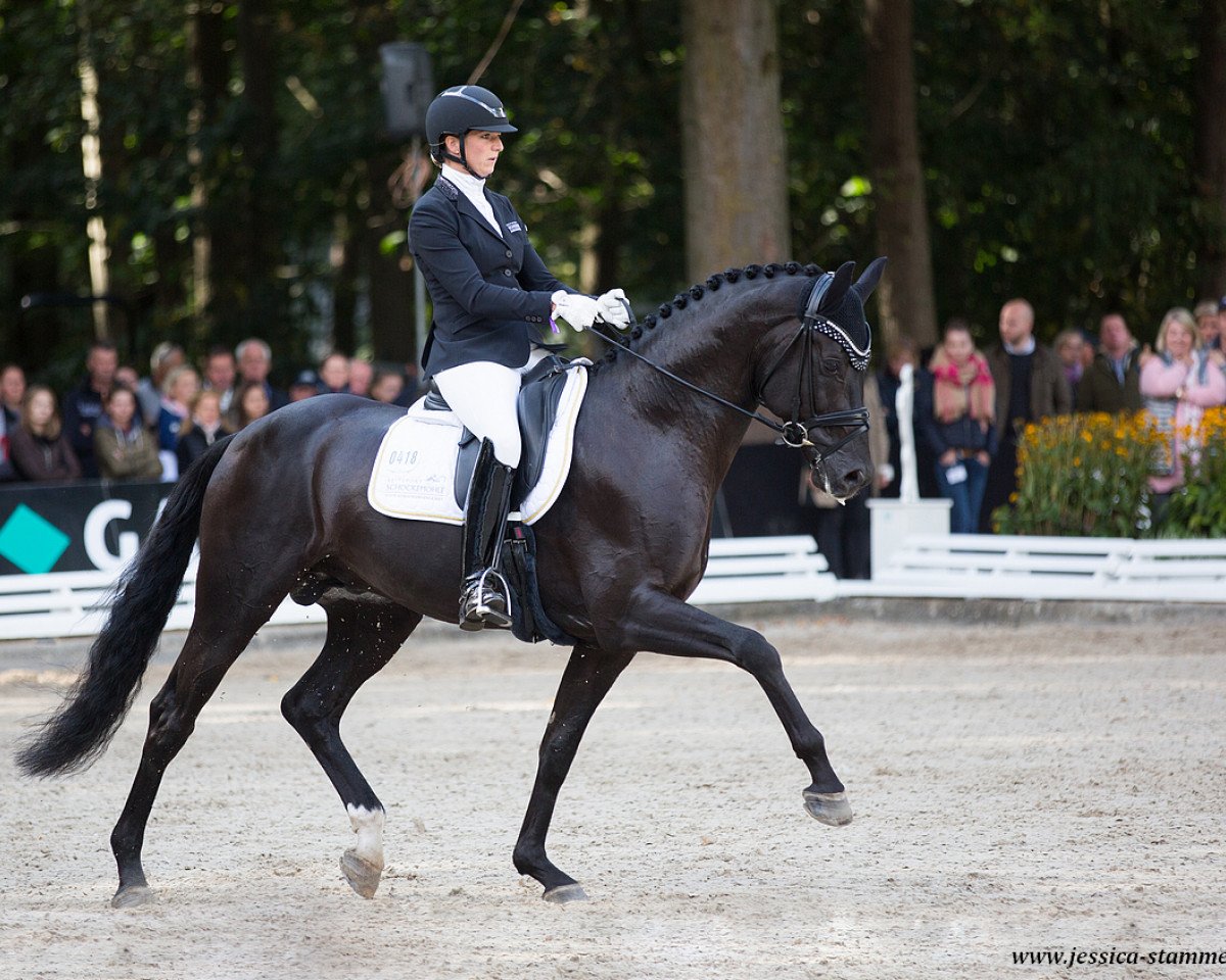 Deckhengst Flying Nymphenburg OLD (Oldenburger, 2014, von Fürstenball)