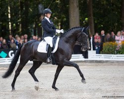 stallion Flying Nymphenburg OLD (Oldenburg, 2014, from Fürstenball)