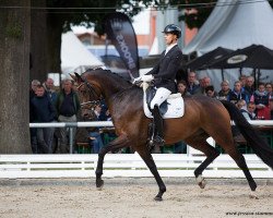 dressage horse Federleicht 24 (Oldenburg, 2014, from Fürstenball)