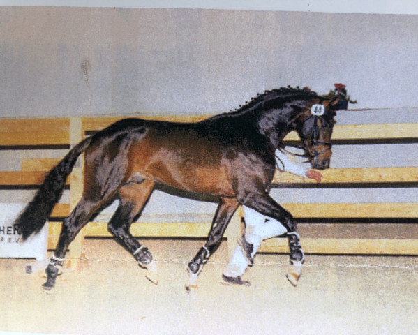 stallion Liandro (Oldenburg, 2006, from Licotus)