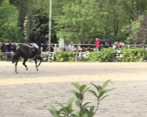 Reitturnier Bochum-Nord 2016
