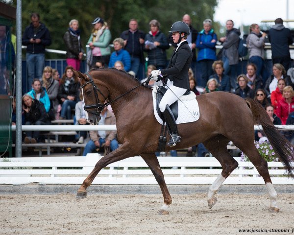 dressage horse Flaconi W (Oldenburg, 2014, from Foundation 2)