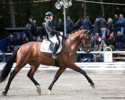 dressage horse Celeste Md (Oldenburg, 2014, from Cennin)