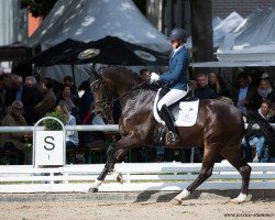 dressage horse Amarillo 97 (Westphalian, 2014, from All At Once)