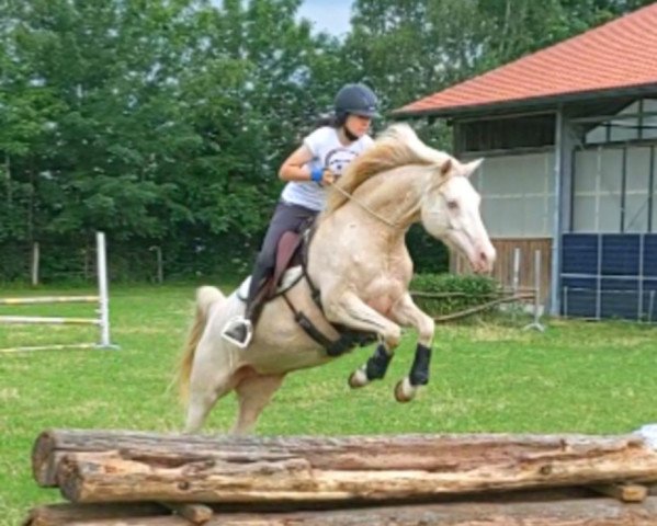 jumper Morgiana Et Ina (German Riding Pony, 2012, from FS Champion de Luxe)