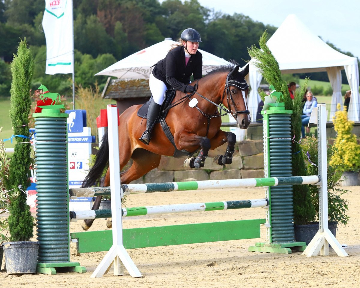 jumper Daddy's Paycheck (KWPN (Royal Dutch Sporthorse), 2011, from Advance)
