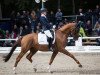 stallion Valentino OLD (Oldenburg, 2014, from Vivaldi)