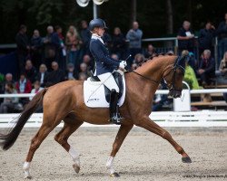 stallion Valentino OLD (Oldenburg, 2014, from Vivaldi)