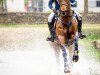 eventing horse Bionda (Rhinelander, 2004, from Belissimo NRW)