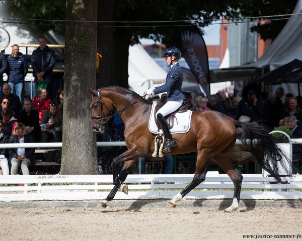dressage horse Sasine (Hanoverian, 2014, from Sir Donnerhall I)