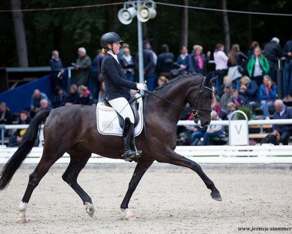 dressage horse Sandrine 15 (Westphalian, 2014, from Scuderia)