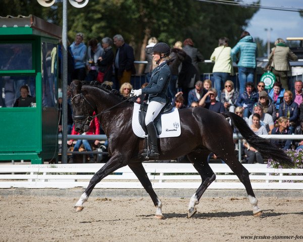 dressage horse Rio de Janeiro 28 (Hanoverian, 2014, from Rotspon)